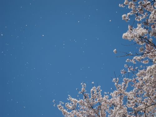 桜吹雪がはじまりました